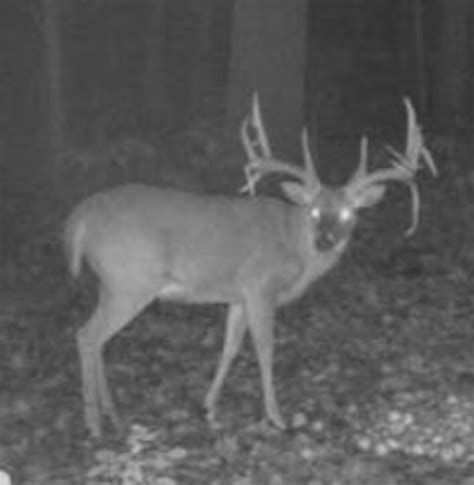 Photos Record Book Whitetail Found Dead In Ohio Meateater Hunting