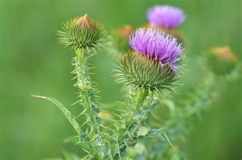 17 Types Of Thistles To Grow Images Uk