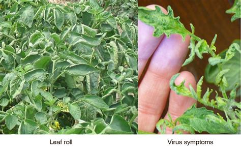 Tomato Diseases And Cures