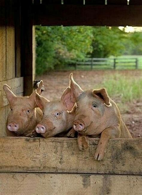 11 Best Duroc Pigs Images On Pinterest Little Pigs