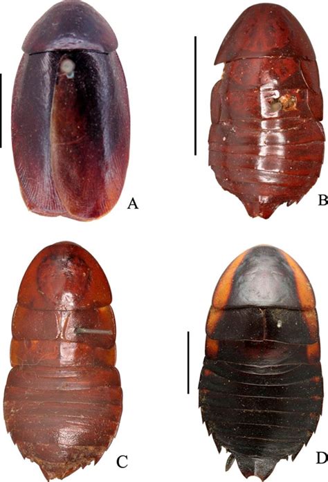 Nuevos Registros De Cucarachas Insecta Blattodea Exóticas Del