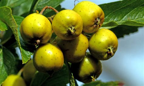 El tejocote: fruto con gran valor nutricional – La Voz del Campo