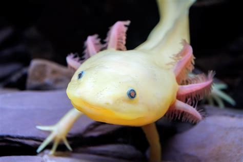 Endangered Species Spotlight Axolotl Featured Creature Axolotl Gambaran