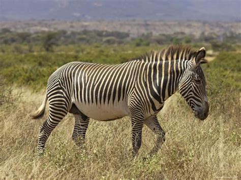 Male Grevys Zebra Equus Grevyi Samburu Game Reserve Kenya East