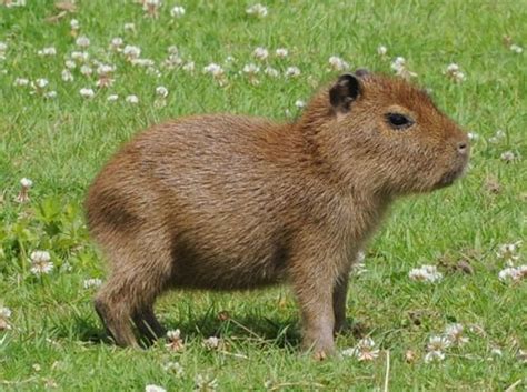 Lindo bebé carpincho tan adorable niño smol. Pin on capivara + wombat + quokka + koala + kanguru ...