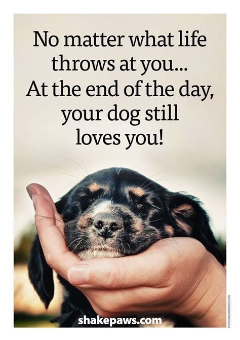 Pin By Inspiredbyimpulse On ♡ Let Go And Forgive ♡ Dog Quotes Puppy