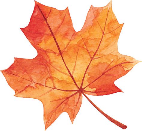 Royalty Free Maple Leaf In Autumn Watercolor Clip Art Vector Images