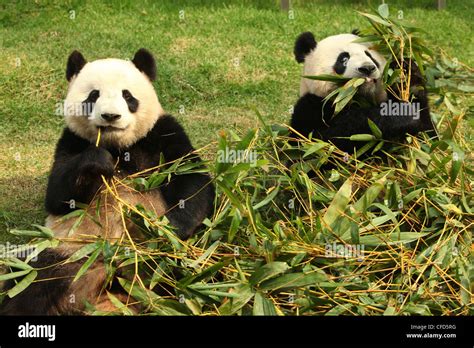 Giant Panda Pandas Macau Pandas Pavillion Macau Stock Photo Alamy