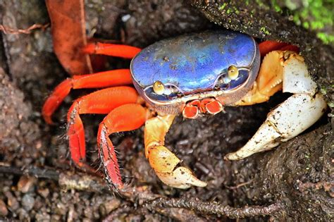 Land Crab Photograph By Ed Stokes Fine Art America