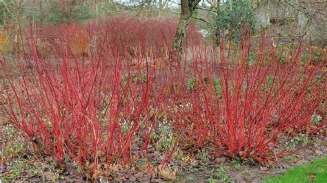 Maybe you would like to learn more about one of these? Trees *STUNNING* Red Shrub Common Dogwood Cornus Sanguinea ...