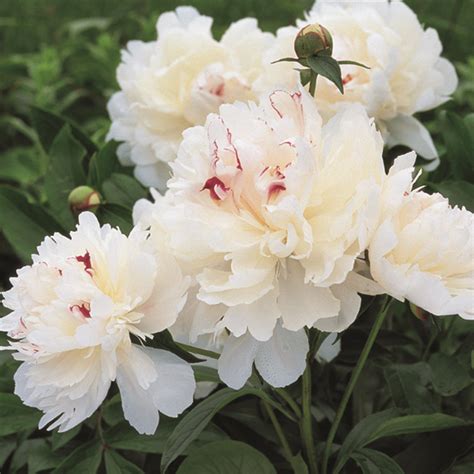 The flower can also be used to create beautiful centerpieces and arrangements. Perfect Peonies: 29 Favorite Varieties and Growing Guide ...
