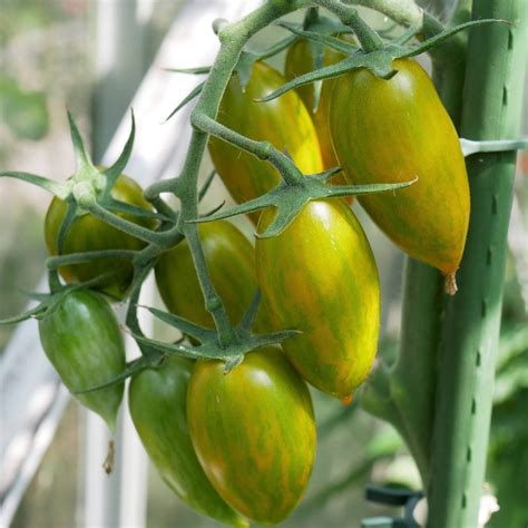 Green Tiger Cherry Tomato Seeds Heirloom Untreated Non Gmo From Canada