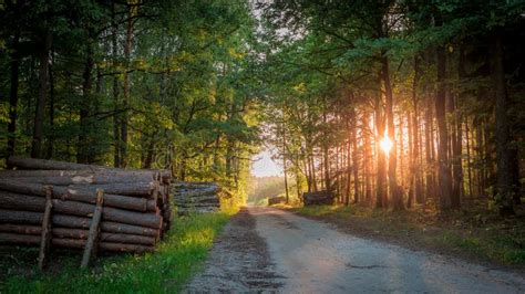 Beautiful Sunrise In The Forest At Summer In Poland Stock Image Image