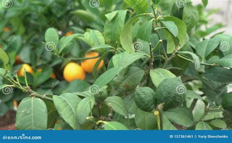 Small Citrus Trees Grown In A Greenhouse Name Of This Citrus Is Yuzu