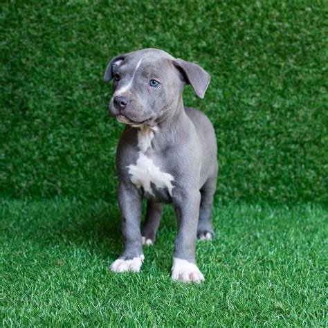 Blue Nose Pitbull Puppy Pitbull Terrier Kennel
