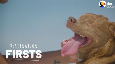 Maybe you would like to learn more about one of these? Blind Rescue Dog Feels Sand for the First Time | The Dodo ...