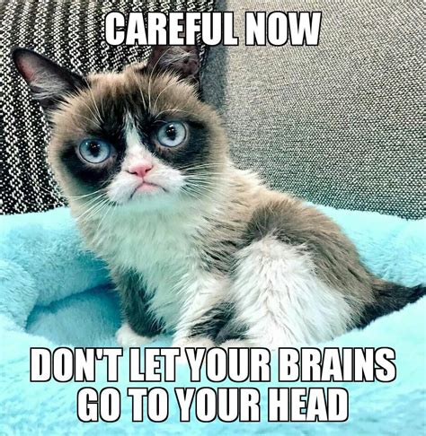 Pin By Dianne Lang On Tardar Sauce Grumpy Cat And Pokey Funny Grumpy