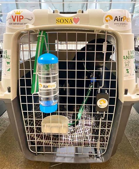 With our our pet relocation services, we will take a lot of stress off you! AirPets in 2020 | Pet relocation, Pet transport service ...