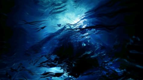 Ocean Fish Sunlight Underwater 1600x900 Wallpaper Nature
