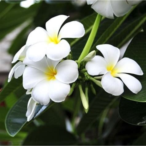 Buy Plumeria Champa White Plant Online India At