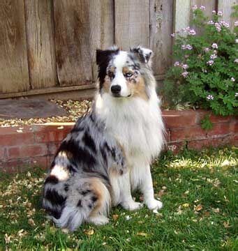 This crossbreed is large like a german shepherd, around 21 to 27 inches, weighing 70 to 80 pounds. Border Collie Australian Shepherd Mix - Border Aussie Puppies
