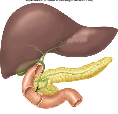 Hepatic lobules containing hepatic cells are the structural and functional. Digestive System Practice Quiz Questions 1 - ProProfs Quiz