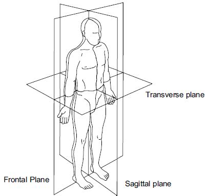 The Reference Planes Of The Human Body In The Standard Anatomical