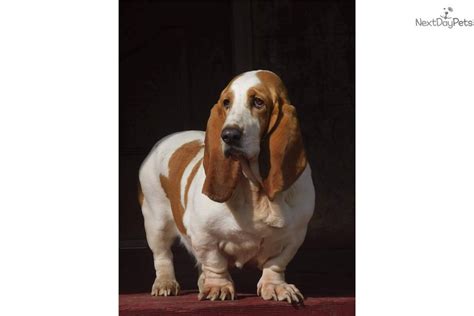 The basset hound puppies that we sell have received the very best care possible while they are here,but once they leave we cannot control what they are exposed to!! Little Lemon: Basset Hound puppy for sale near Duluth / Superior, Minnesota. | b404e310-bf51