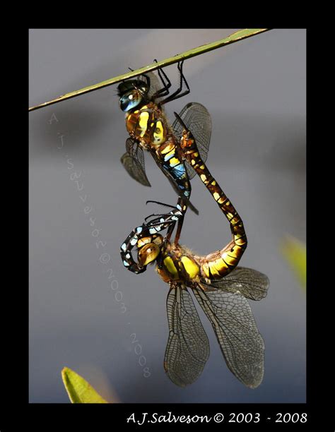 Dragonfly Sex By Andy J S On DeviantArt