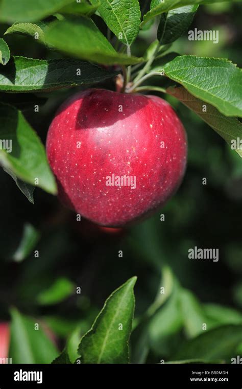 Usa Geneva New York Ny Apples At The The Red Jacket Orchard Ontario