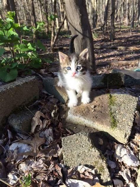 We are involved in helping control the feral cat population in pasco and hillsborough county through the trap, neuter, return program. HELP RESCUED KITTENS FAMILY FERAL CAT RESCUE FOOD VET TNR ...