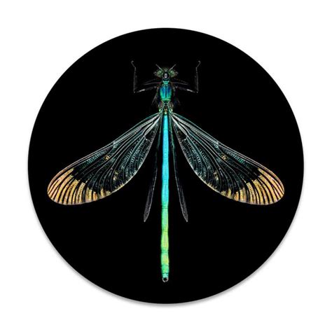 Kleurrijke Libel Stijlvolle Insecten Posters Sfeer Aan De Muur