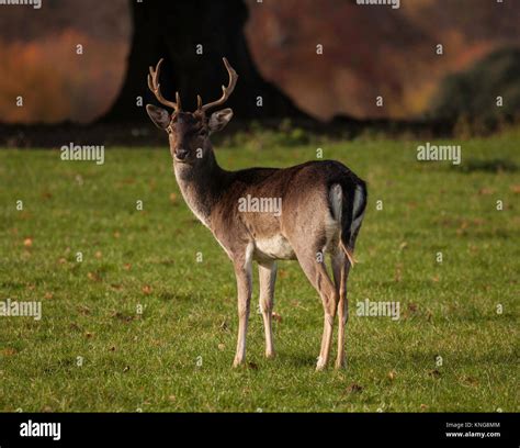 Large Fallow Deer Stag Stock Photo Alamy