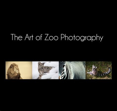 The Art Of Zoo Photography