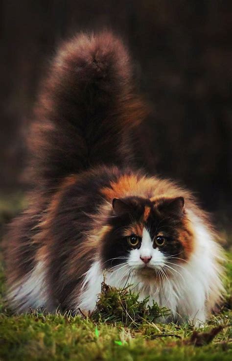 It is also one of the great favourites of people who like and appreciate domestic cats. Norwegian forest cat .. | Norwegian forest cat, Forest cat ...