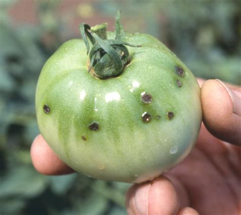 Common Diseases Of Tomatoes Part Ii Diseases Caused By Bacteria