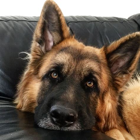 German Shepherd Long Coat Instagram Chewiejaxthegsds I Love Dogs