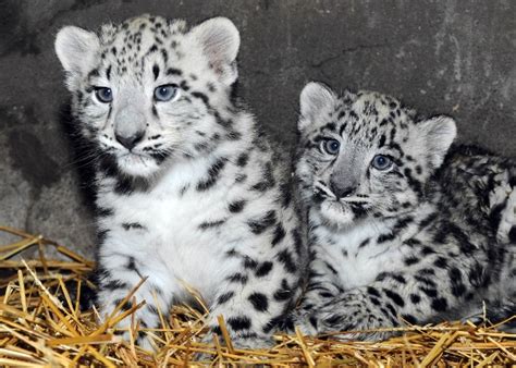Chicagos Brookfield Zoo Welcomes 2 Newborn Snow Leopards — Photos Life
