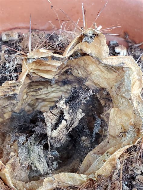 The cactus towers over us , at least five times our height. What Happened to My Cactus? - The Houseplant Guru