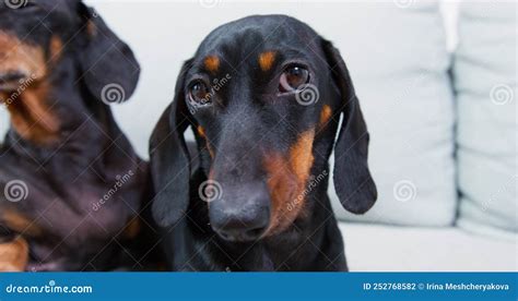 Portrait Of A Sad Or Tired Dachshund Puppy Lying Next To Its Friend And