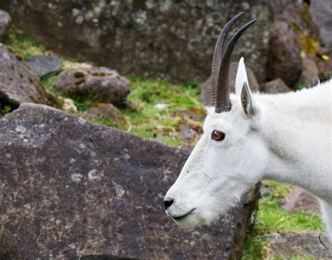 Mountain Goat Head Stock Photo Image Of Stone Grass 20310158