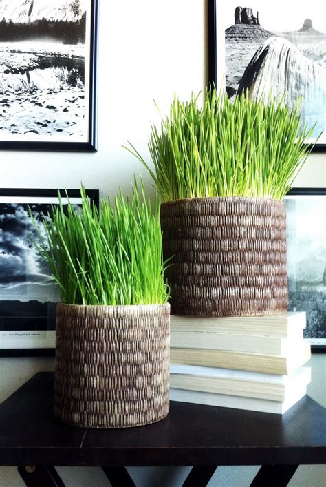 Chemical free cat grass seeds or wheatgrass seeds. Simple Details: planting wheat grass