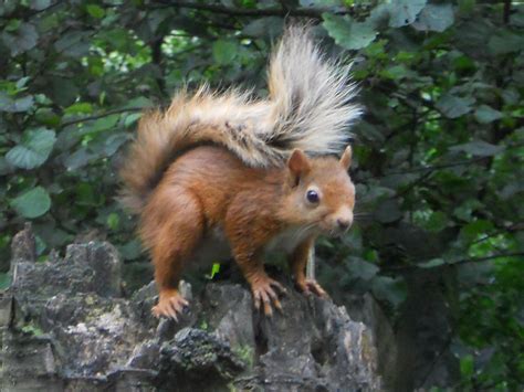 Red Squirrel News This Autumn Scottish Wildlife Trust