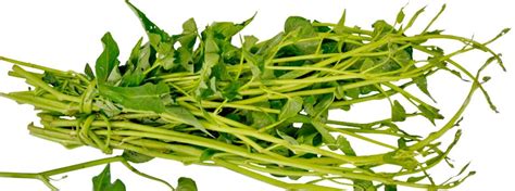 Kata orang produk cina kurang berkualitas, kalau buat produk jamu agan jangan salah, tabib cina adalah ahlinya membuat ramuan herbal alami yang aman & benar2 sangat bagus. Sejarah Asal Muasal Nama Kangkung - Kangkung Lombok ...