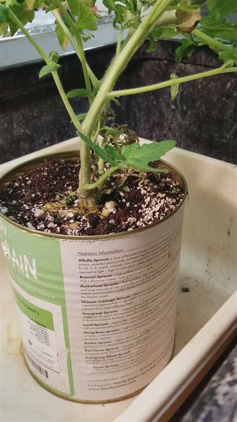 Root Knot Of Tomato Creazilla
