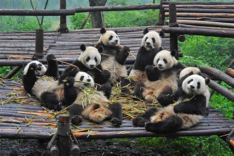 Centre Des Pandas De Chengdu Découverte Et Visites China Roads