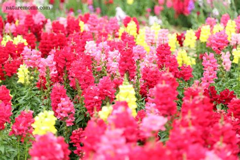 Growing Snapdragons From Seed A Guide To Overwintering As Cool Season