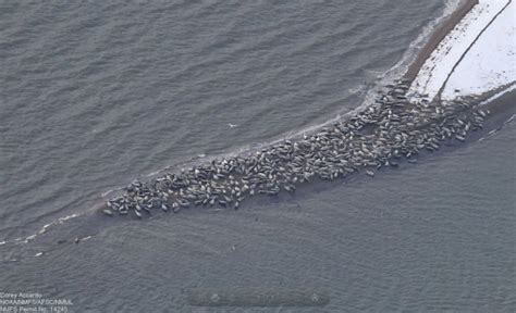 Photos 35000 Walruses Gather On Alaska Beach Because They Cant Find