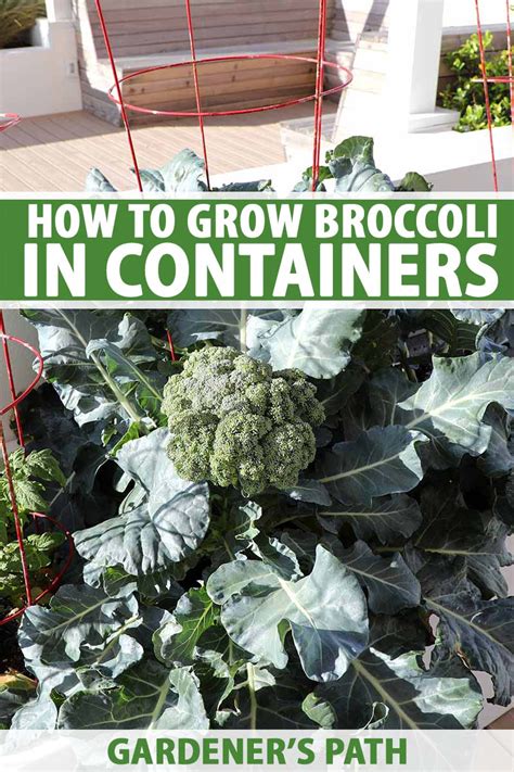 How To Grow Broccoli In Containers Gardeners Path Growing Broccoli