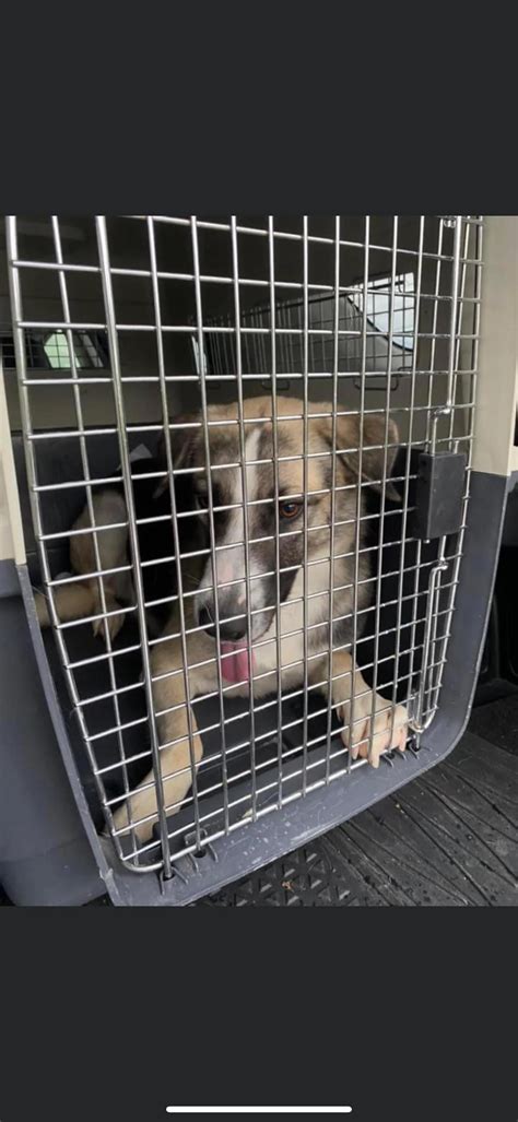 "Ben" from San Benito, TX, is OUT AND SAFE 11-22-24 with Texas Pet